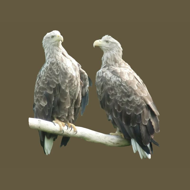 Pygargue à queue blanche