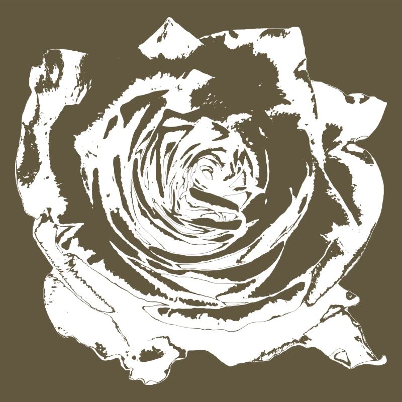 Fleur Blanche Fleurs Blanches Fleurs Blanches Fleurs Blanches