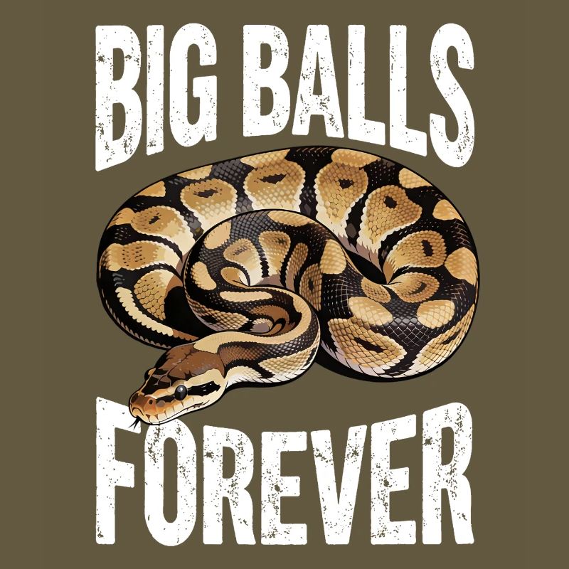 Königspython Schlangen Liebhaber Terrarium Python