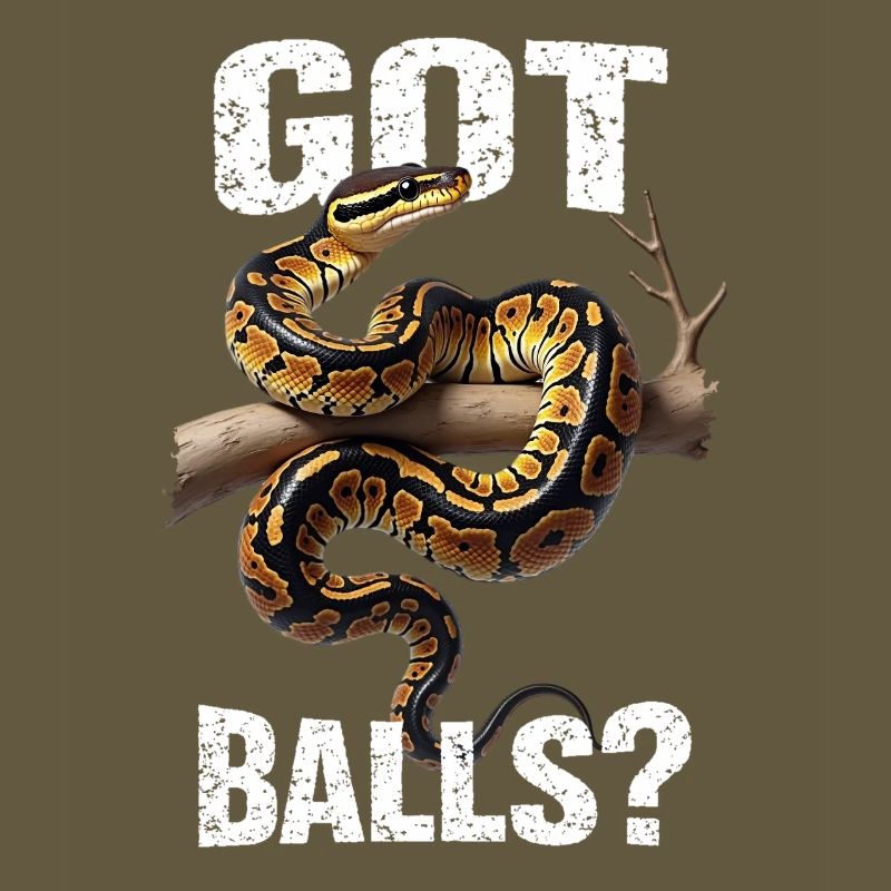 Königspython Schlangen Liebhaber Terrarium Python