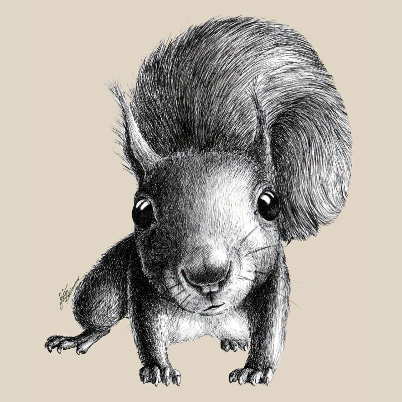 Squirrel