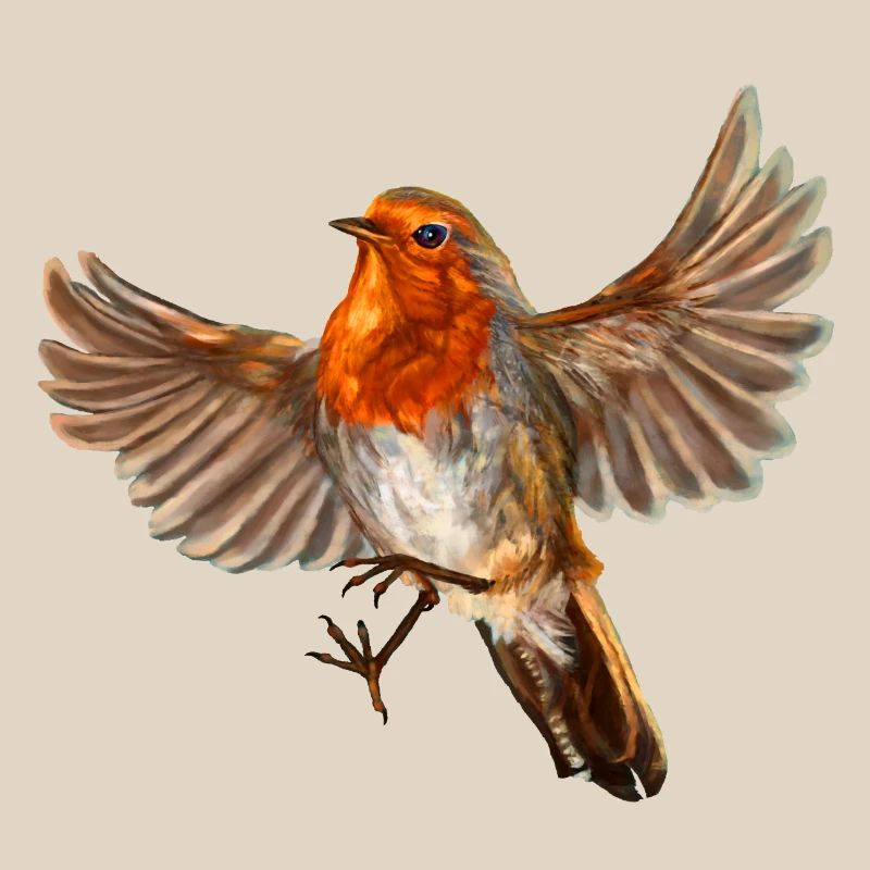 robin bird
