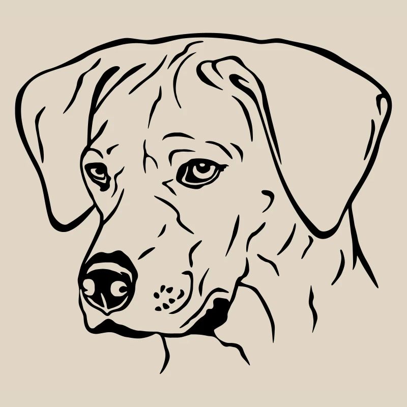 Rhodesian Ridgeback Hündin Kopf schwarz