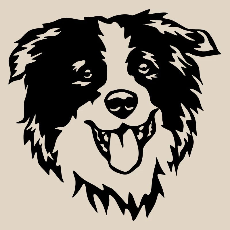 Border Collie head
