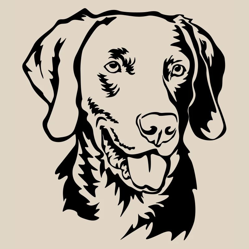 Tête de Weimaraner