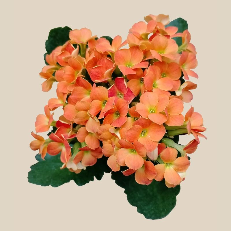 SPRING FLOWERS (orange)