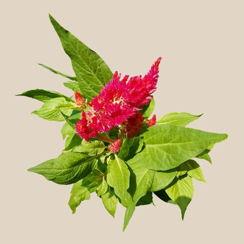 RED CELOSIA