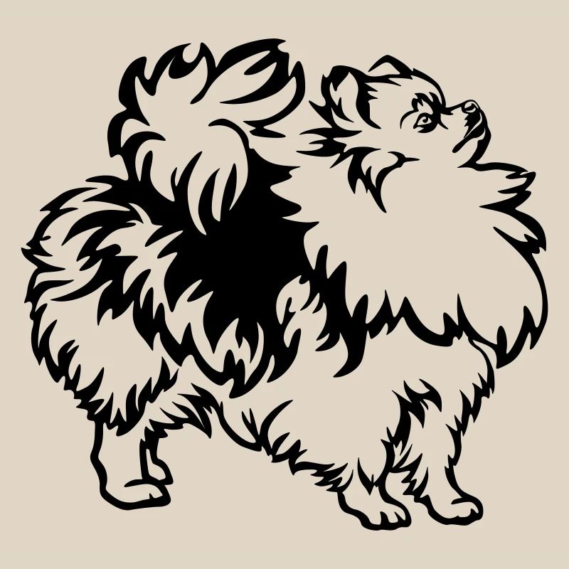 Spitz nain