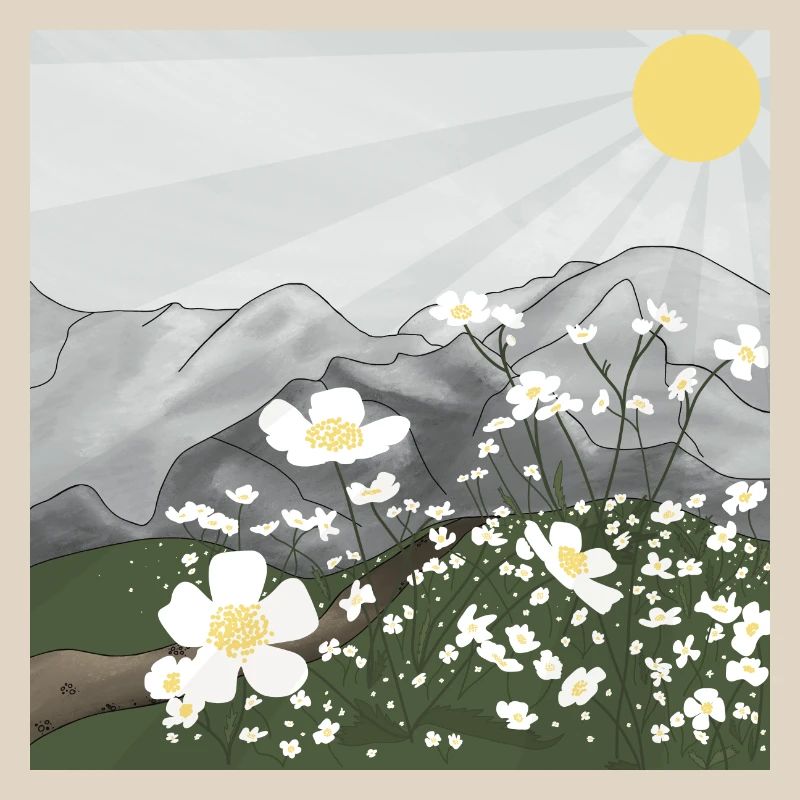 Prairie de fleurs blanches devant le panorama de montagne au printemps