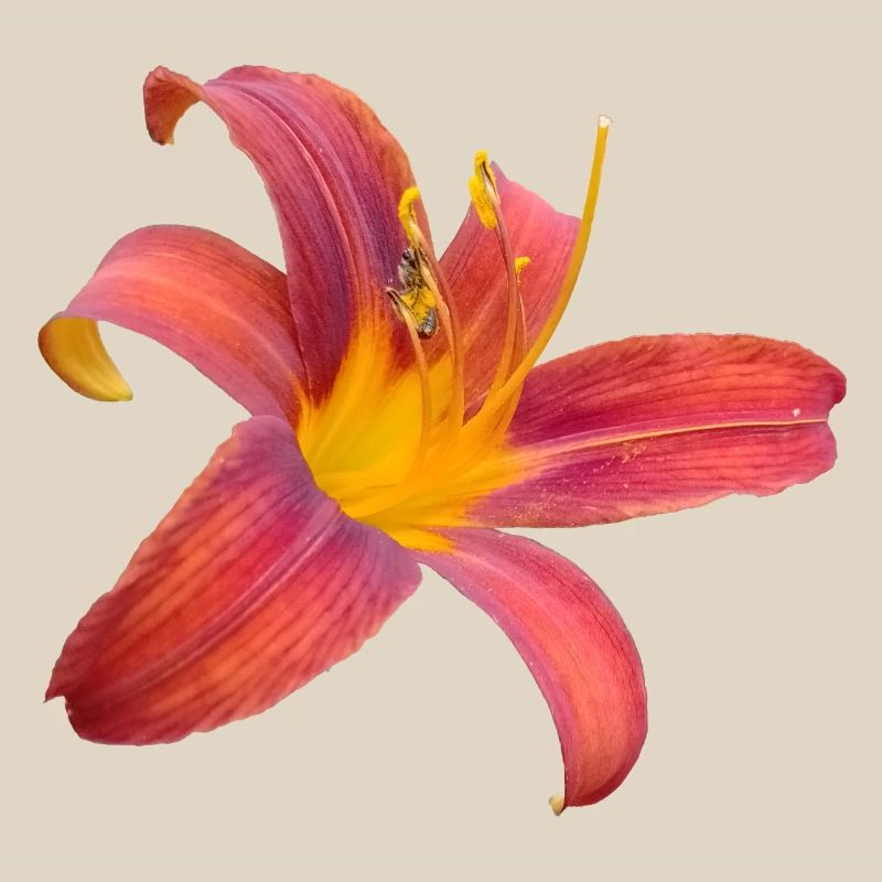 Explosion de couleurs Lilienfunken