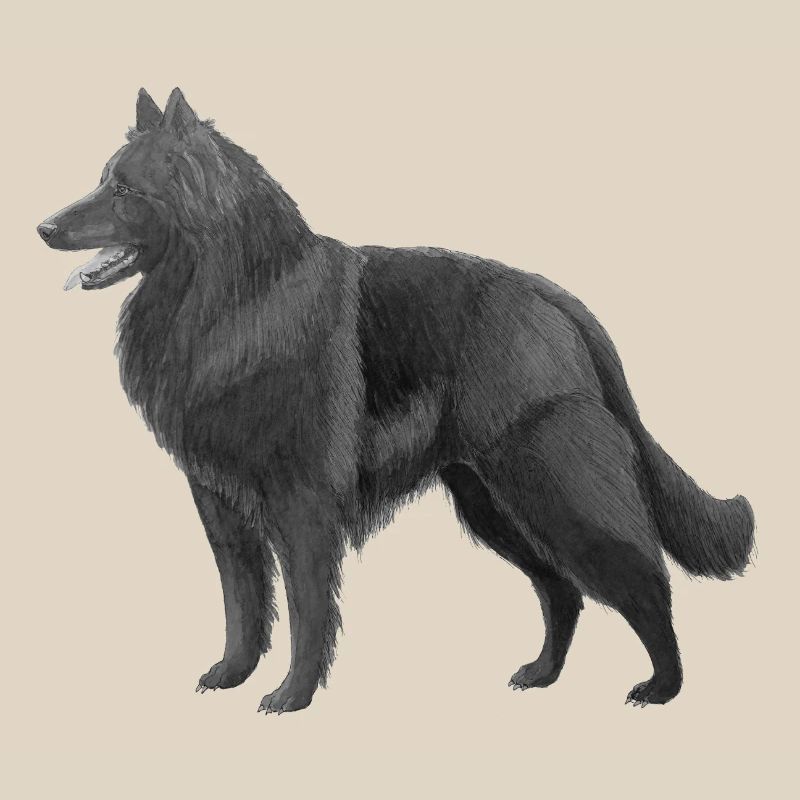 Groenendael