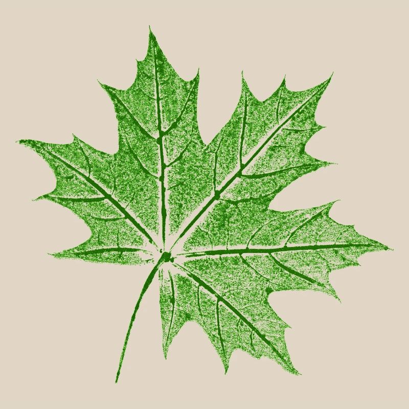 Érable feuillu / Feuille d’érable