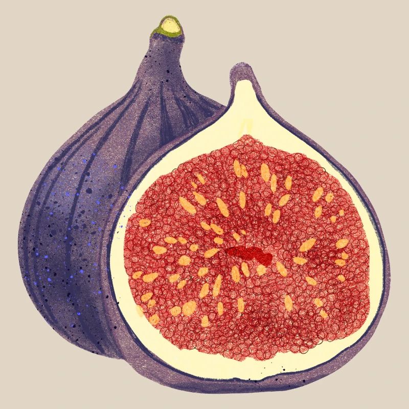 Opened Fig – Fruit Illustration
