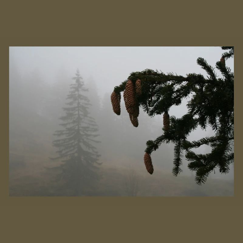 Cloud Forest Cone Magic / Feldberg