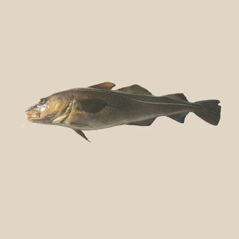 cod