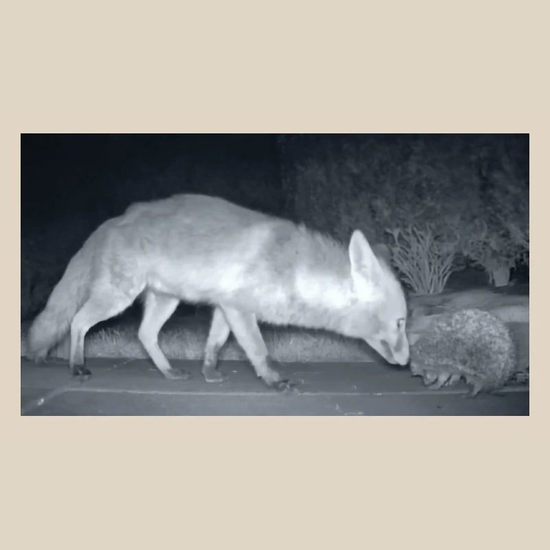 Night Fox Hedgehog Encounter