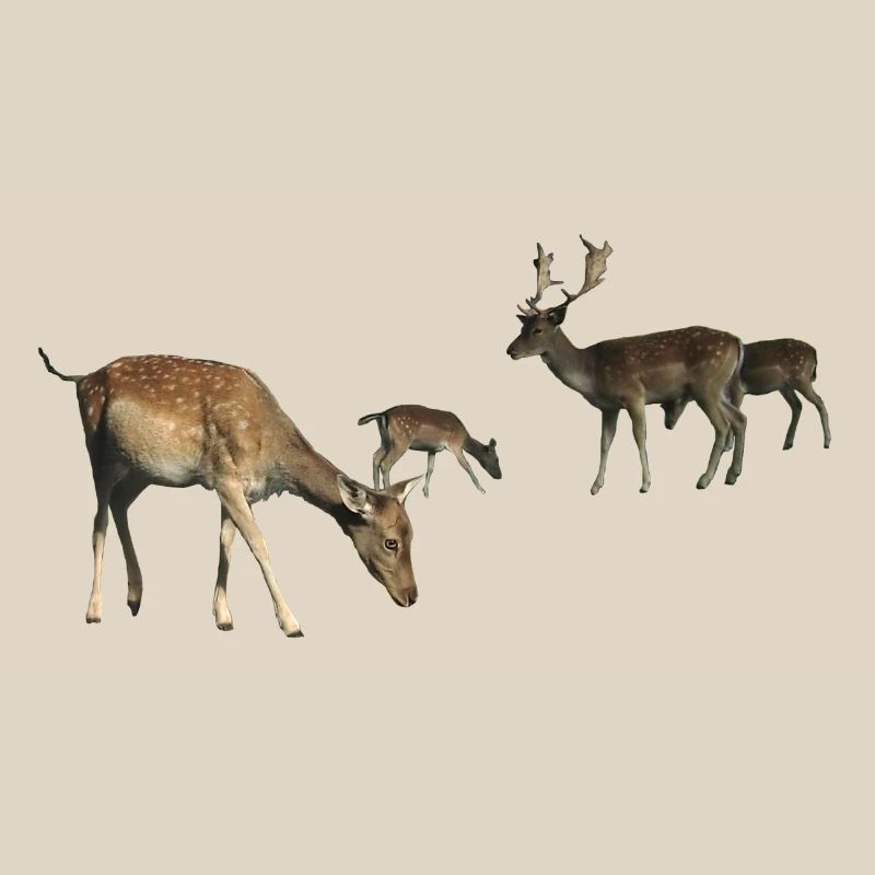 Fallow deer