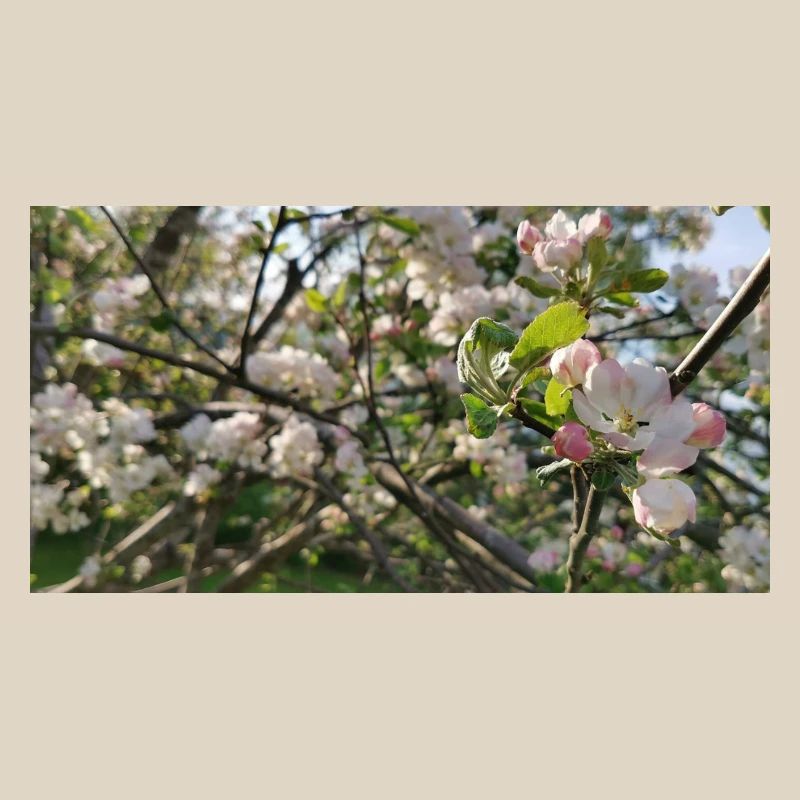 Cherry blossom branches Spring