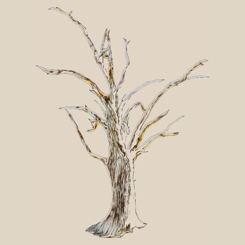 Baum