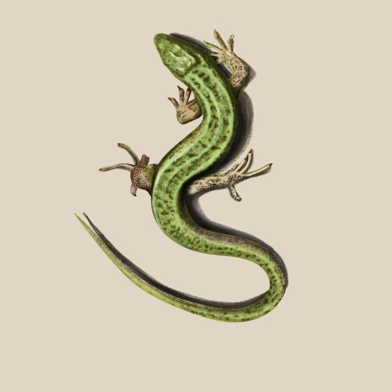 Lizard