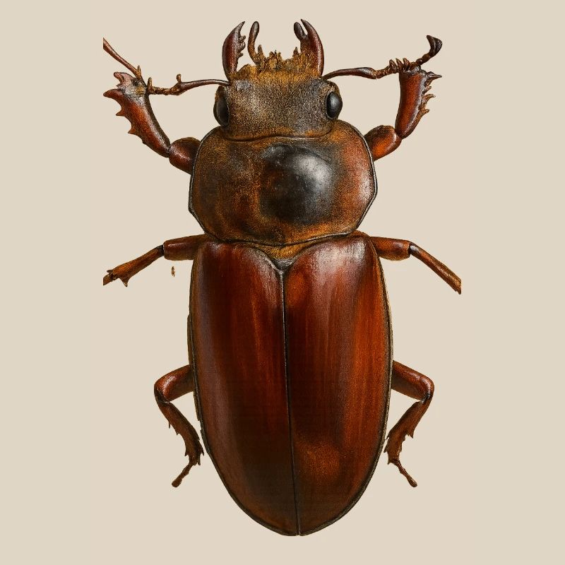 Bronze Bug Crest