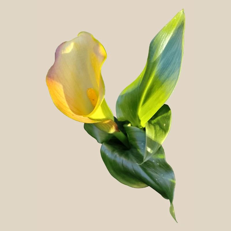LYS CALLA JAUNE