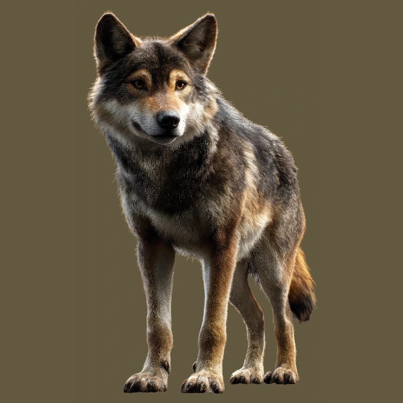 Wolf Love Wolves Wolf Pack Wolfhound Wild Wolf