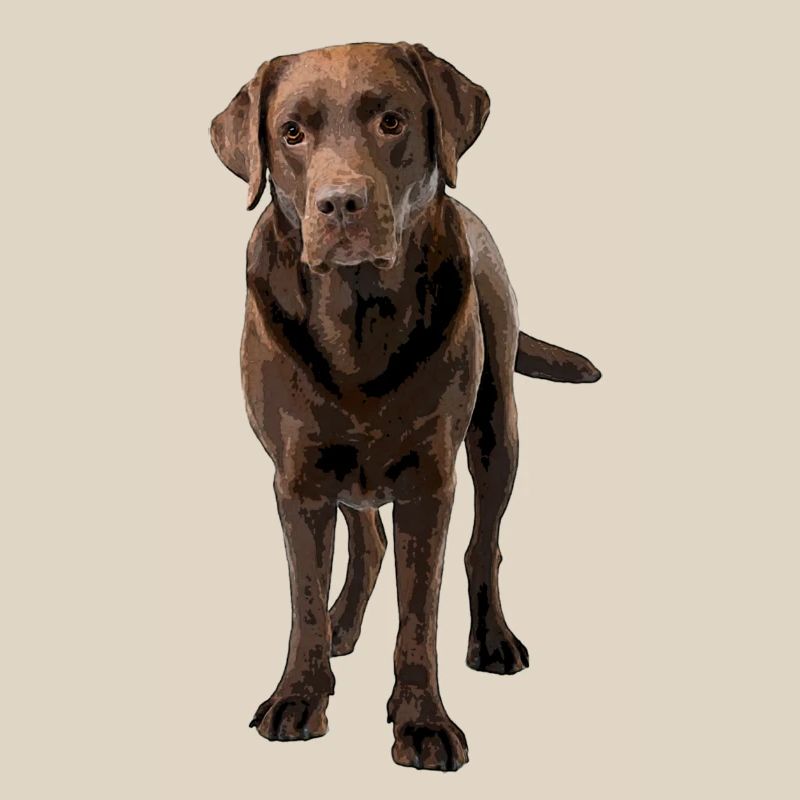 Brauner Labrador Comic Styl