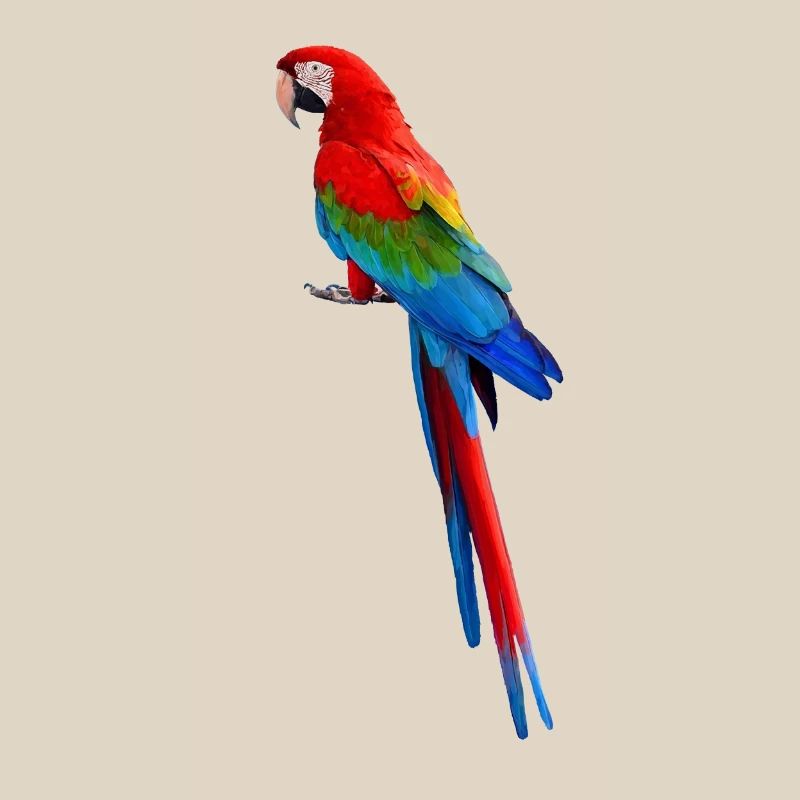 Parrot