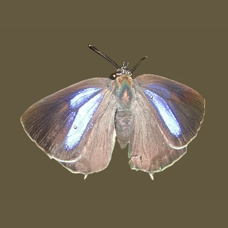 Blauer Eichen-Zipfelfalter