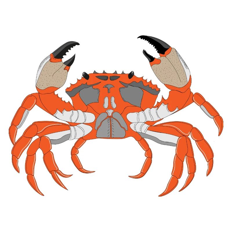 Empreinte de crabe