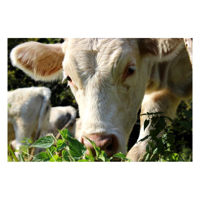 Affiche vache