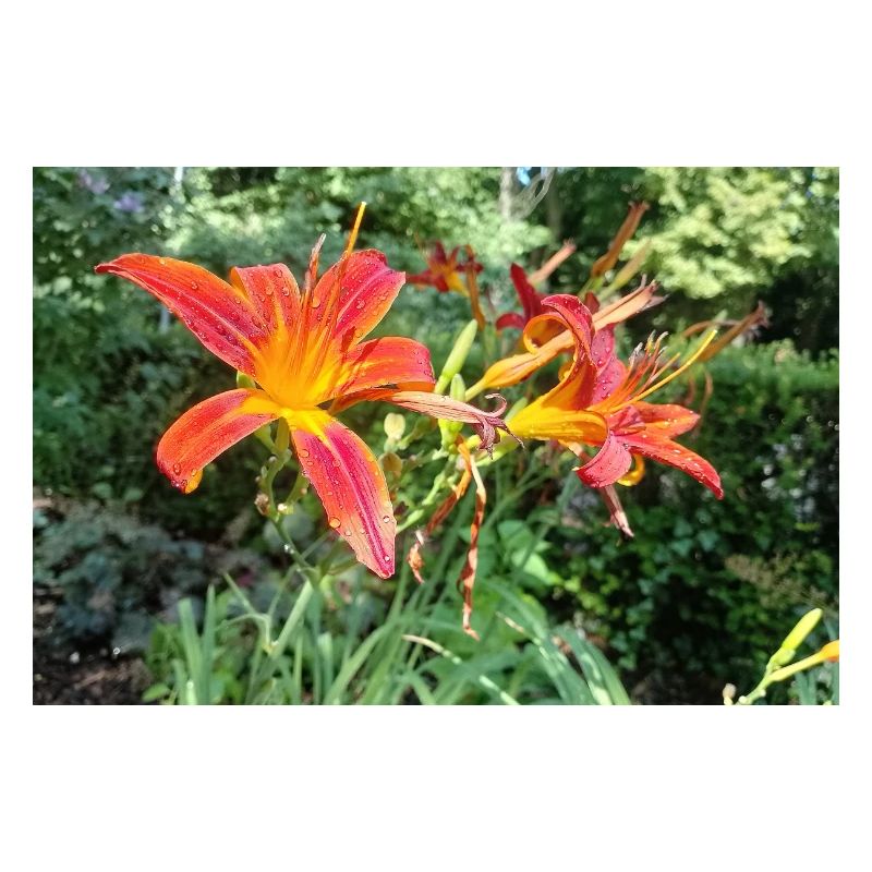 LYS ROUGE AVEC ROSÉE DU MATIN