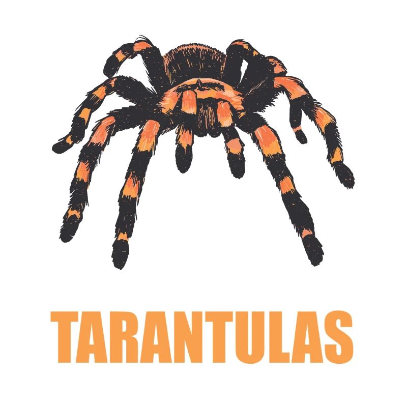 Tarentules Tarentule