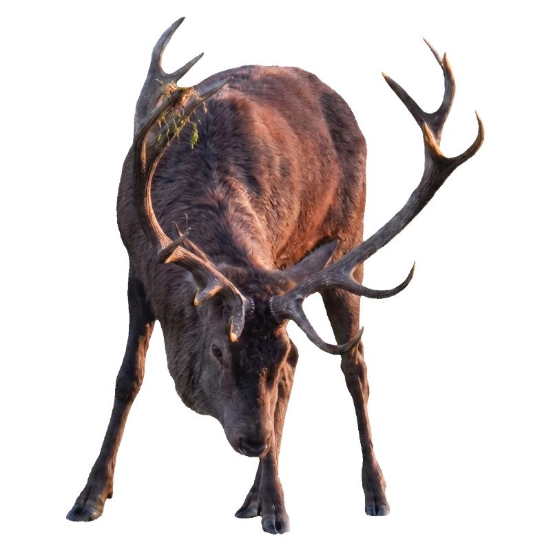 Cerf avec des bois voûté