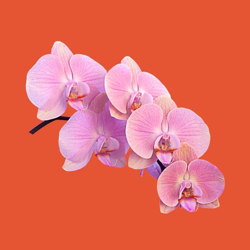 Rosa Orchidee Isolierte Clipart
