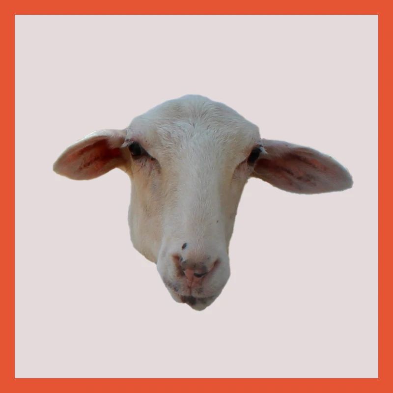 mouton