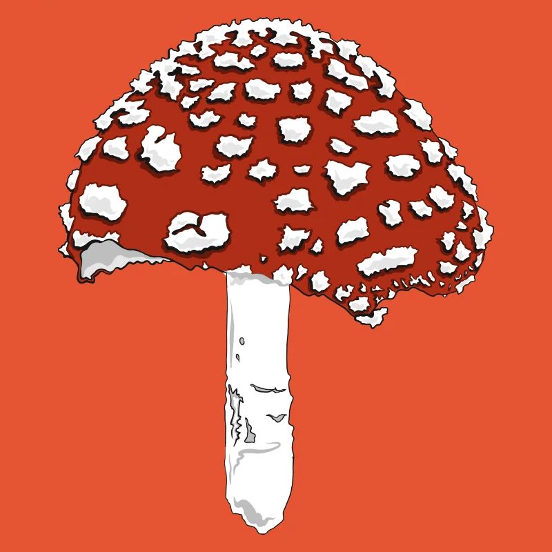 Toadstool toadstool amanita