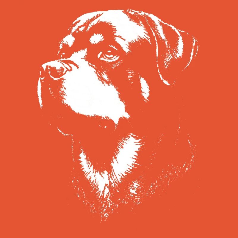 Ausdrucksstarkes Porträt eines Rottweilers
