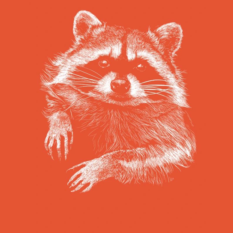 racoon