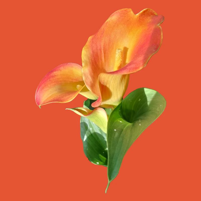 Orange Calla Blossom Magic