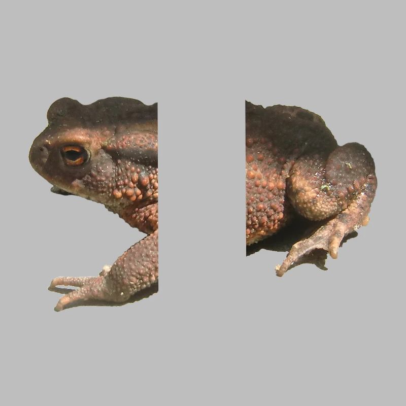 toad