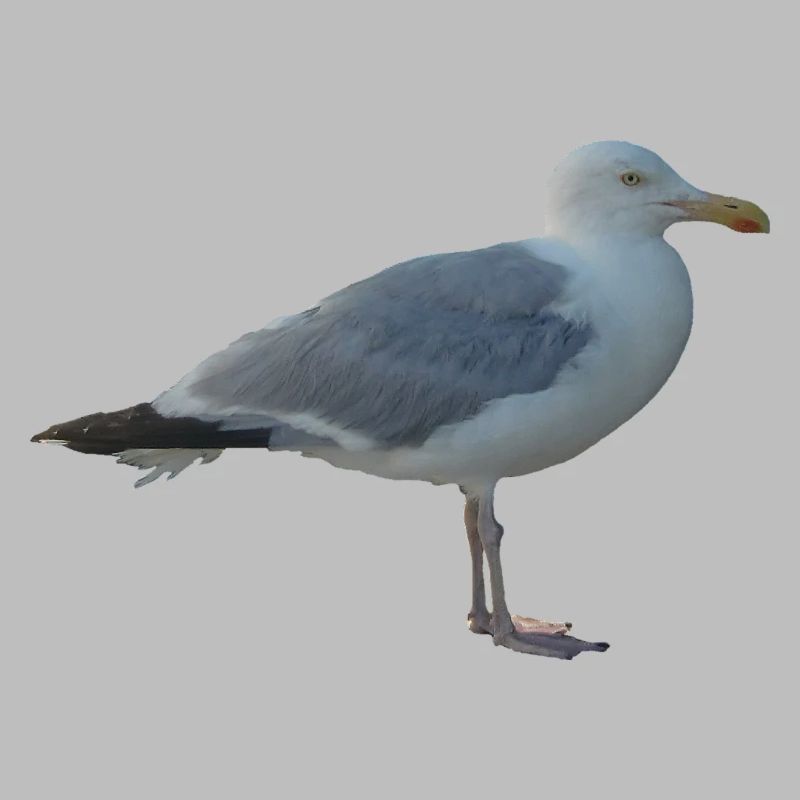 Möwe
