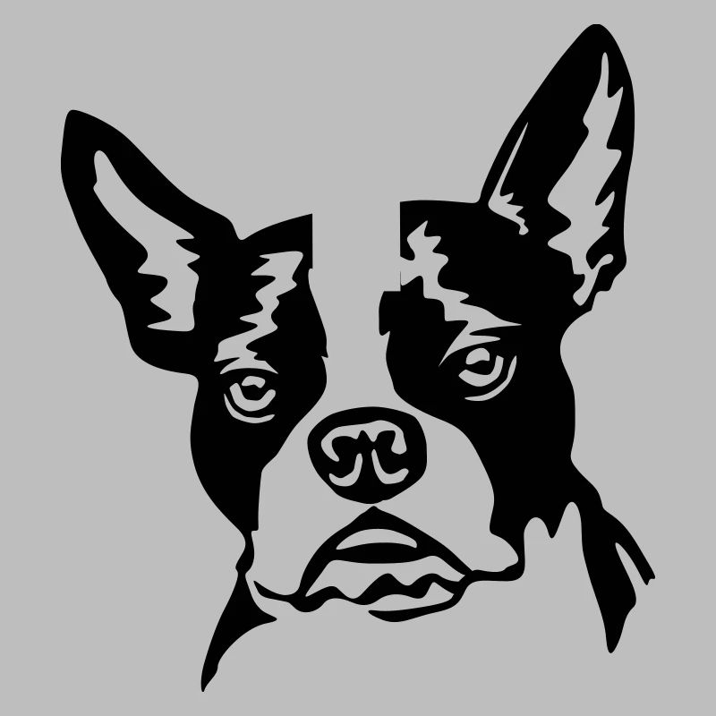 Boston terrier