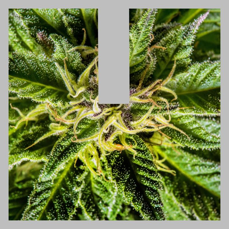 Les fleurs de cannabis, la marijuana, c’est tellement vert