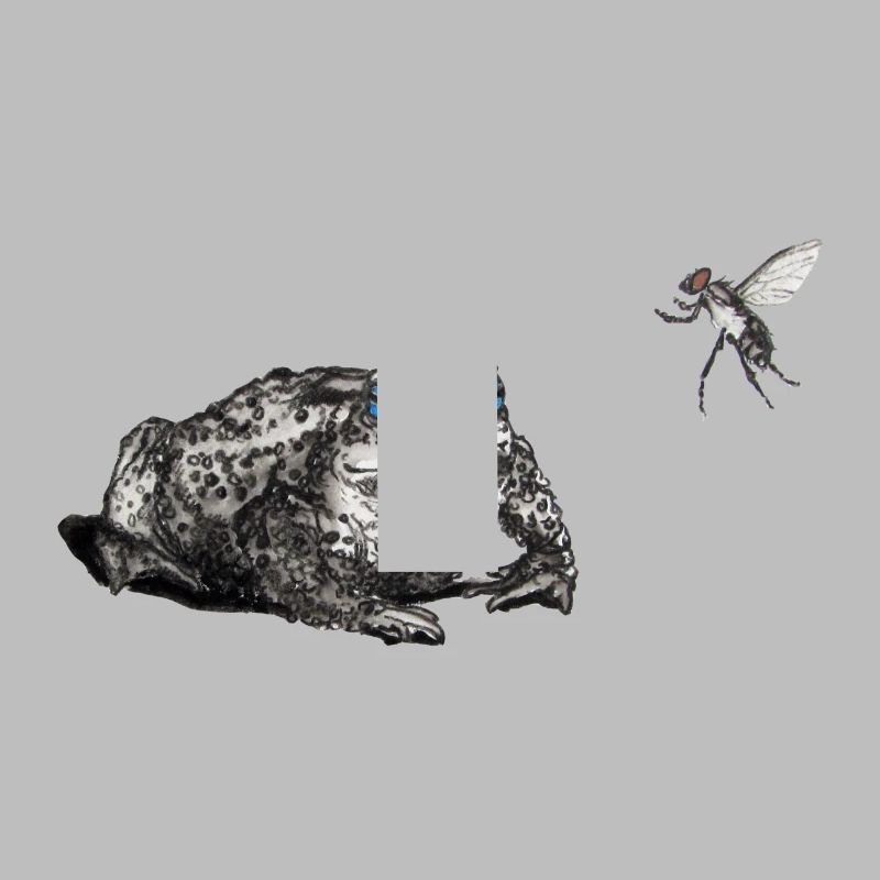 Toad and fly
