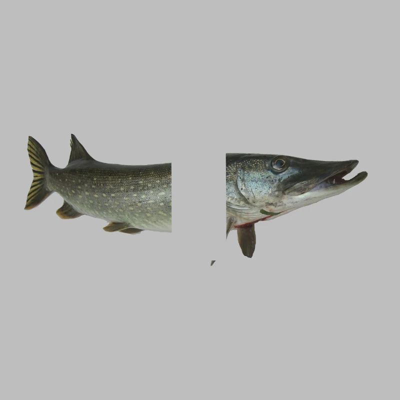 Pike