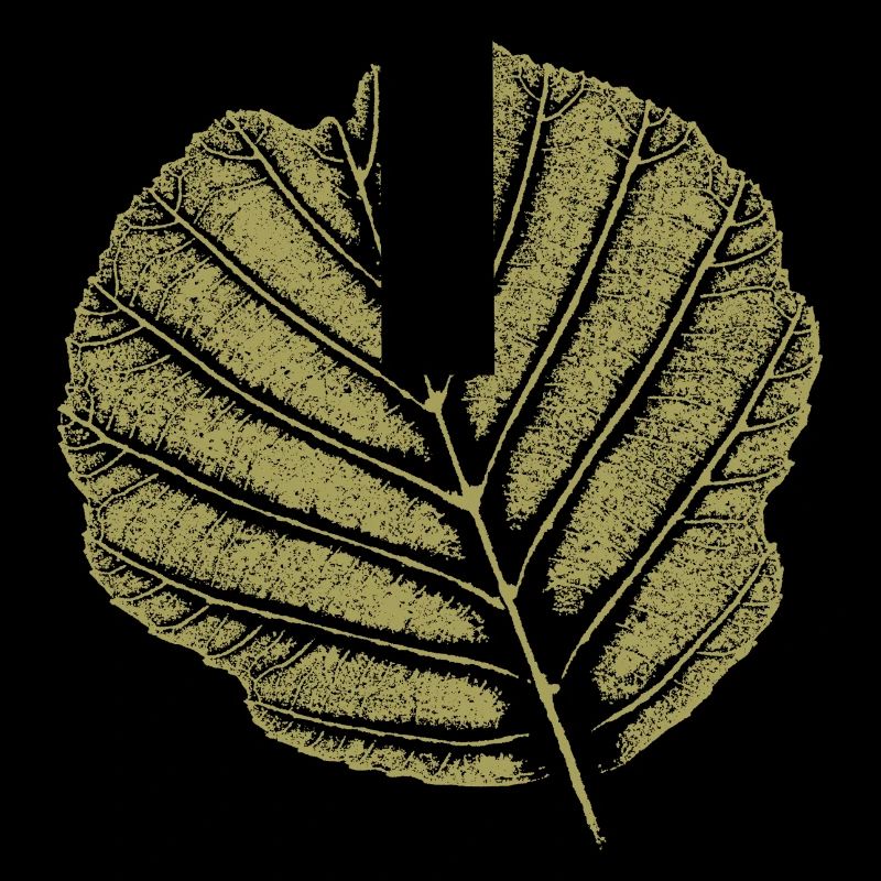 Aulne à feuilles / KHAKI