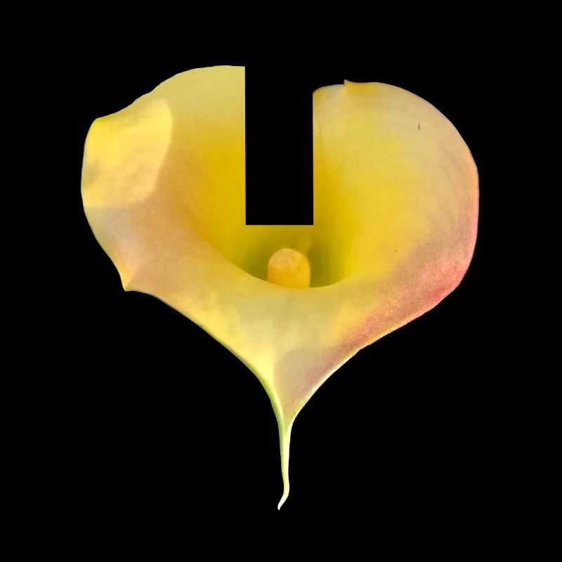 LYS CALLA JAUNE