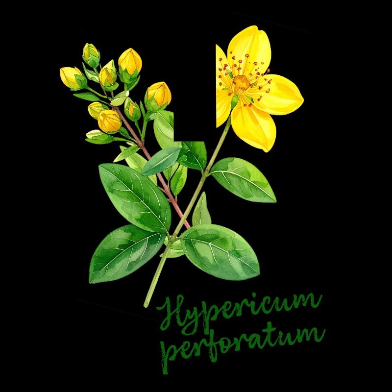 Hypericum perforatum - botanische Illustration